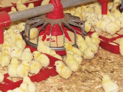 A group of yellow chicks gather around red feeding trays filled with grain in a poultry farm, standing on a bed of wood shavings.