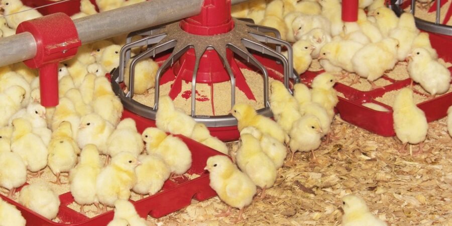 A group of yellow chicks gather around red feeding trays filled with grain in a poultry farm, standing on a bed of wood shavings.