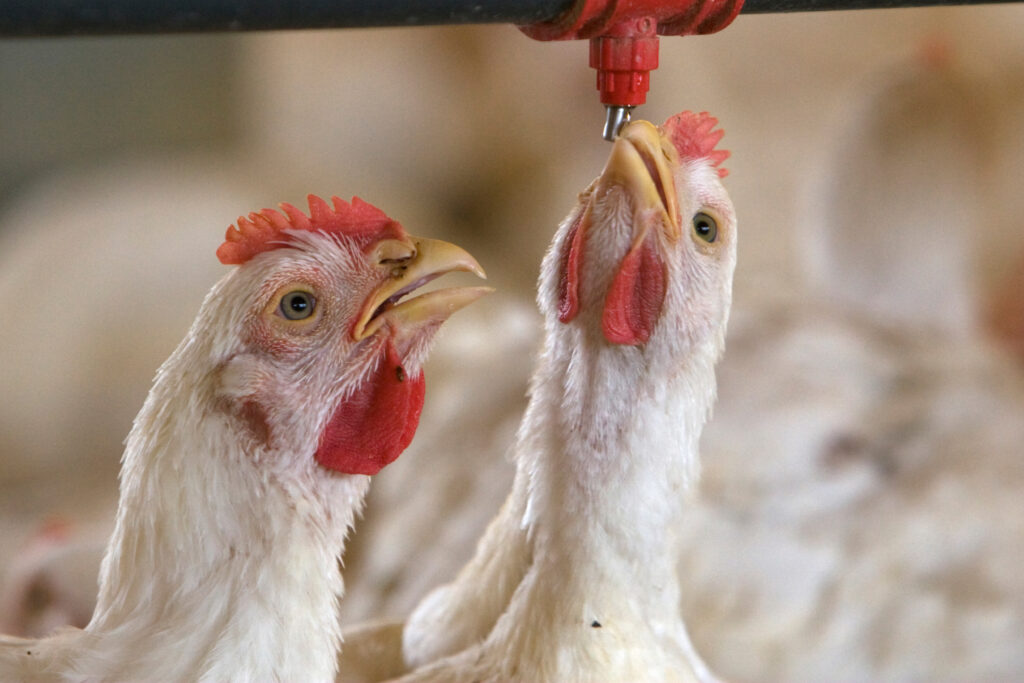 Two white broiler chickens stand close to a water dispenser; one chicken drinks from a red nozzle above, while the other looks on with its beak slightly open. The background shows more chickens out of focus.