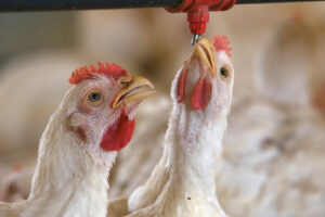 Two white broiler chickens stand close to a water dispenser; one chicken drinks from a red nozzle above, while the other looks on with its beak slightly open. The background shows more chickens out of focus.