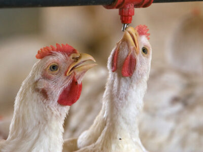 Two white broiler chickens stand close to a water dispenser; one chicken drinks from a red nozzle above, while the other looks on with its beak slightly open. The background shows more chickens out of focus.