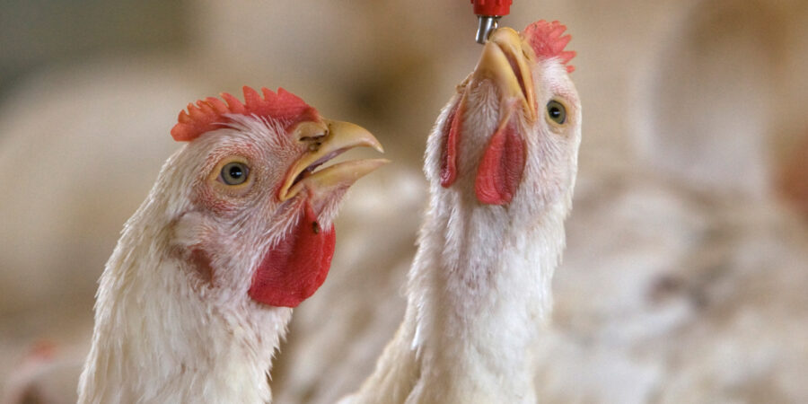Two white broiler chickens stand close to a water dispenser; one chicken drinks from a red nozzle above, while the other looks on with its beak slightly open. The background shows more chickens out of focus.