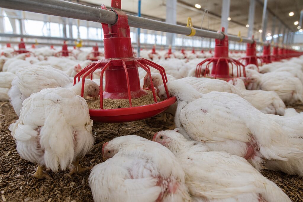 Many white chickens eat from red feeders inside a large, well-lit poultry barn with dirt flooring.