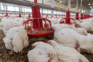 Many white chickens eat from red feeders inside a large, well-lit poultry barn with dirt flooring.