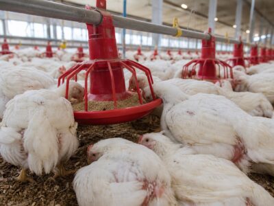 Many white chickens eat from red feeders inside a large, well-lit poultry barn with dirt flooring.