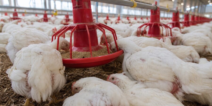 Many white chickens eat from red feeders inside a large, well-lit poultry barn with dirt flooring.