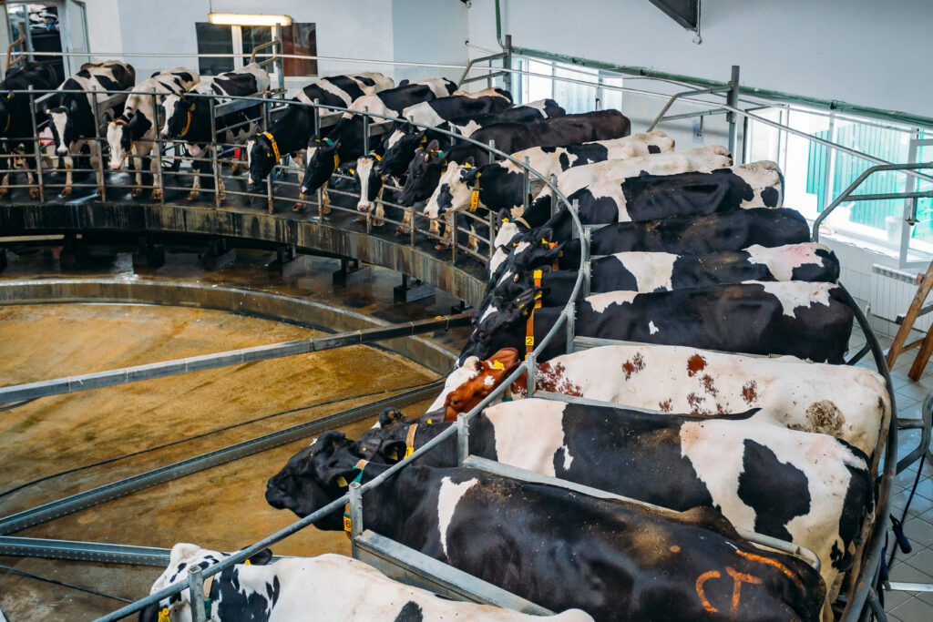 A group of black and white dairy cows stand in a circular milking parlor, attached to milking machines, inside a bright, modern barn.