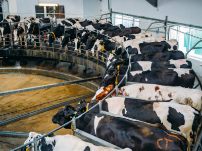 A group of black and white dairy cows stand in a circular milking parlor, attached to milking machines, inside a bright, modern barn.