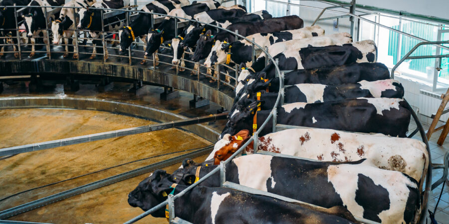 A group of black and white dairy cows stand in a circular milking parlor, attached to milking machines, inside a bright, modern barn.