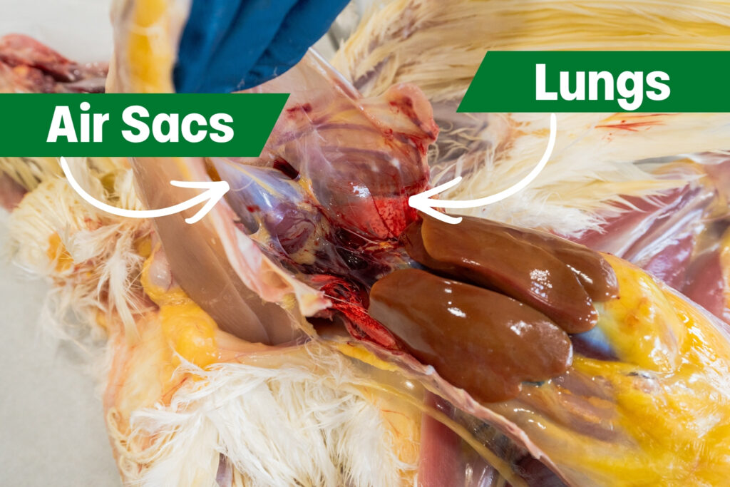 Close-up of a dissected bird showing labeled internal organs. Arrows point to the air sacs on the left and to the reddish-brown lungs on the right. The organs are surrounded by feathers and tissue.