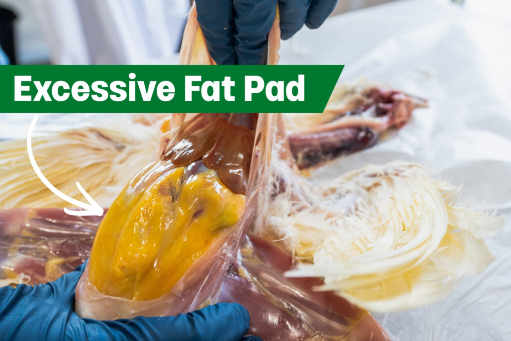 A chicken necropsy looks at an excessive fat pad on a broiler chicken. A person wearing blue gloves holds open a bird’s carcass, showing a large yellow fat pad inside. An arrow points to it with the label “Excessive Fat Pad” in bold white text on a green banner.