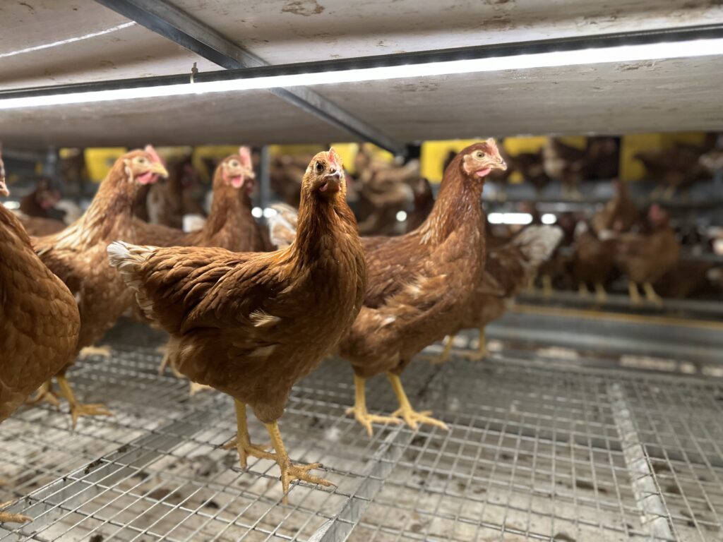 Several brown chickens stand on a wire mesh floor inside a brightly lit, indoor poultry farm enclosure, with more chickens visible in the background.