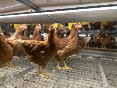 Several brown chickens stand on a wire mesh floor inside a brightly lit, indoor poultry farm enclosure, with more chickens visible in the background.