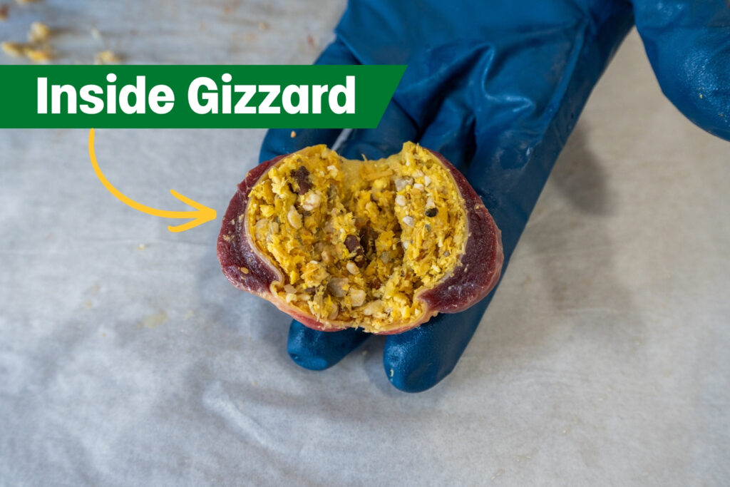 A gloved hand holds an opened chicken gizzard, showing its yellow, gritty interior with small stones and food particles. A label reads "Inside Gizzard" with an arrow pointing to the organ.