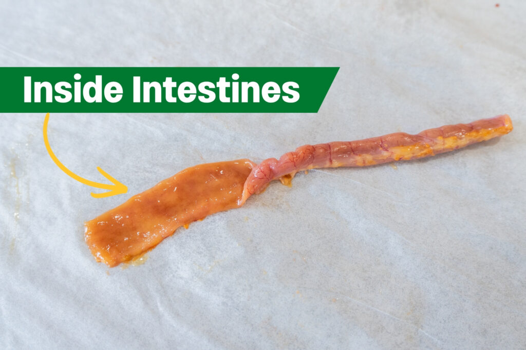 A cleaned section of a chicken intestine is cut open and laid flat on a white surface. A green label with white text reads “Inside Intestines” and a yellow arrow points to the exposed interior.
