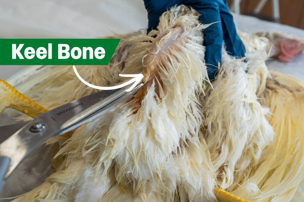 Graphic showing where the keep bone is on a chicken necropsy. A person wearing blue gloves holds a chicken, exposing the keel bone while using scissors to cut through feathers. An arrow and label point to the keel bone for identification.