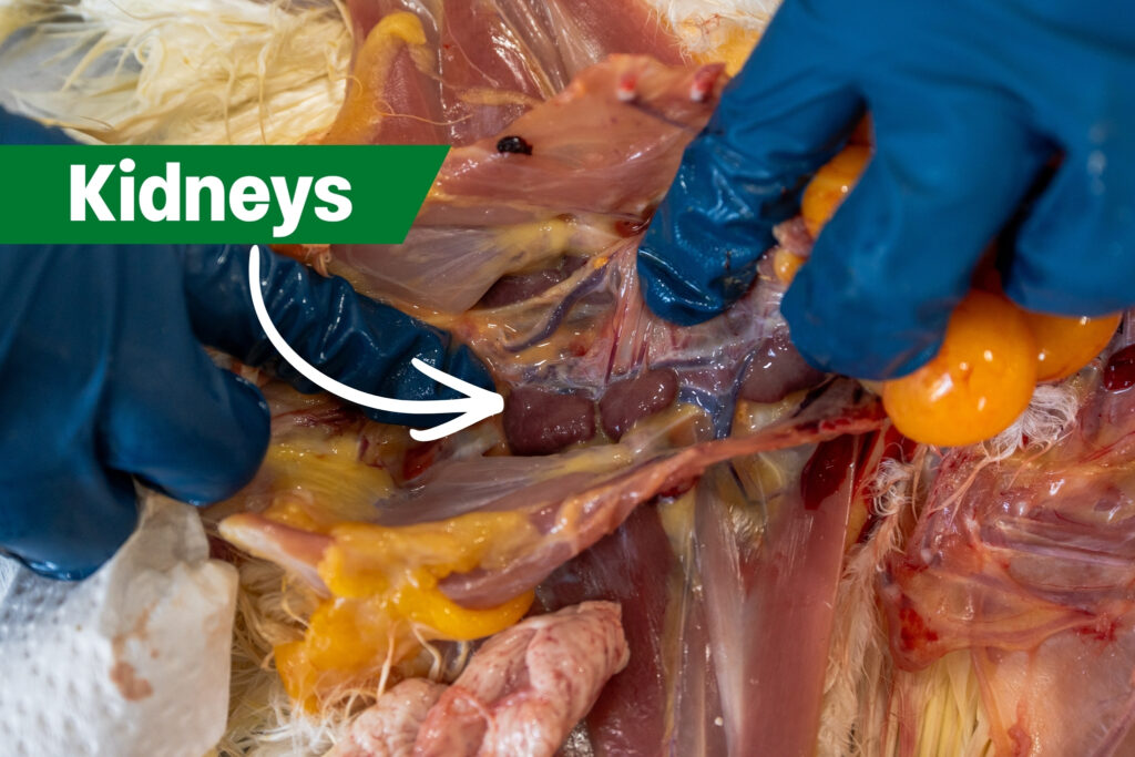 Gloved hands dissect a chicken, exposing internal organs. A white arrow and green label indicate the kidneys among the tissues and yellow fat inside the body cavity.