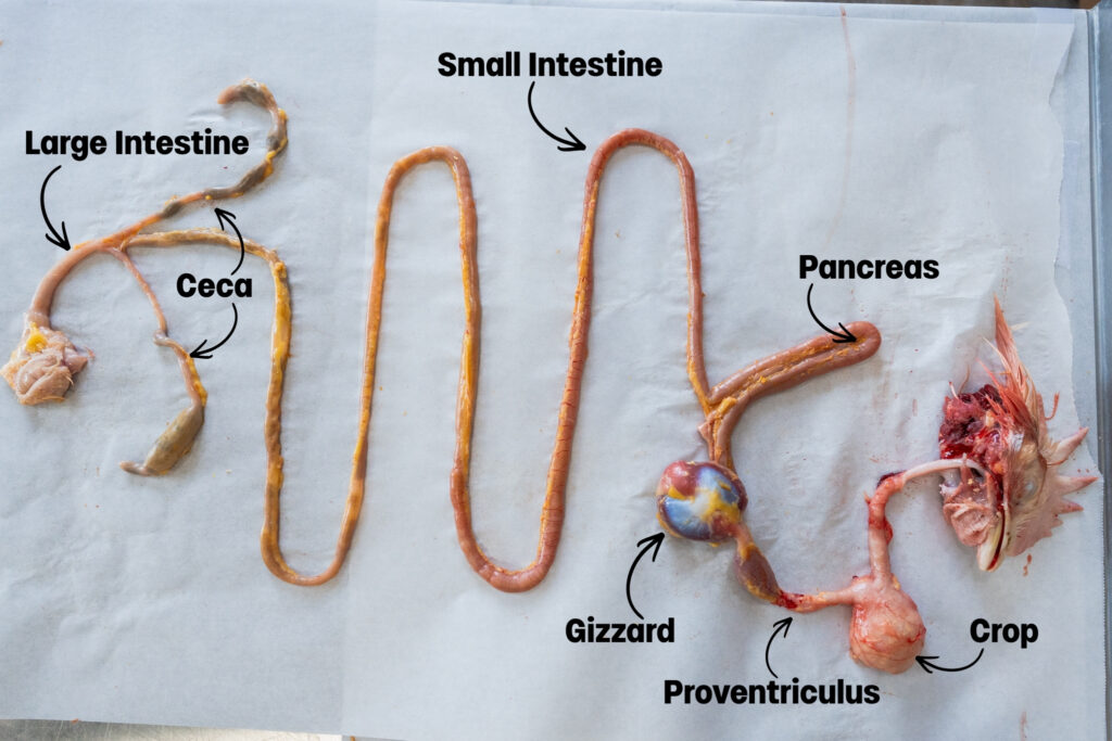 Dissected chicken digestive system laid out on white paper, labeled with large intestine, ceca, small intestine, pancreas, gizzard, proventriculus, and crop, with each organ visibly connected in sequence.