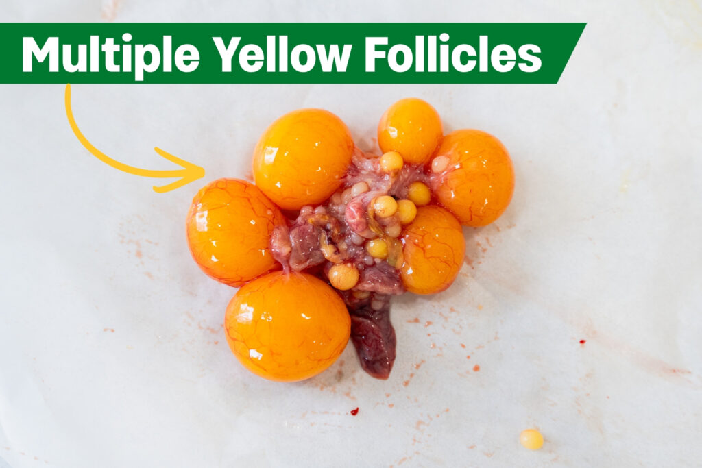 Close-up of multiple yellow follicles attached together on a white surface, with a green banner at the top reading "Multiple Yellow Follicles" and a yellow arrow pointing to the follicles.