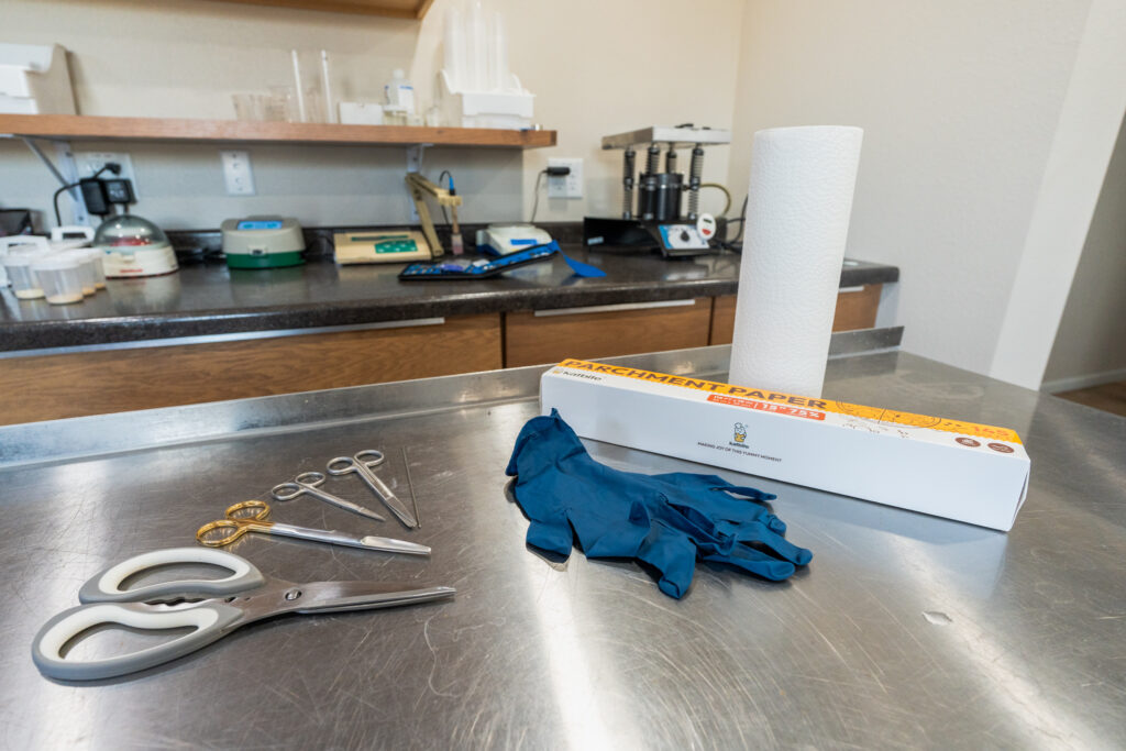 Hicken necropsy tools needed. A pair of scissors, two pairs of forceps, a pair of blue gloves, a roll of parchment paper, and a roll of paper towels are arranged on a stainless steel countertop in a laboratory setting.