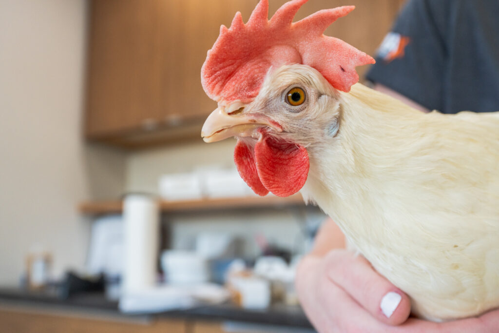 A close-up of a white commercial broiler chicken being gently held by a person
