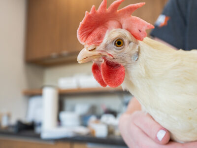 A close-up of a white chicken being gently held by a person indoors, with a blurred background featuring wooden cabinets and various objects on a countertop.