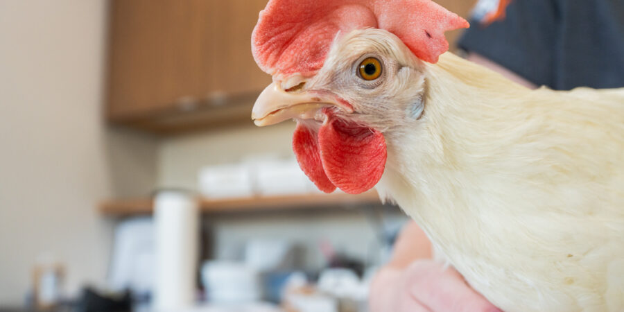 A close-up of a white chicken being gently held by a person indoors, with a blurred background featuring wooden cabinets and various objects on a countertop.