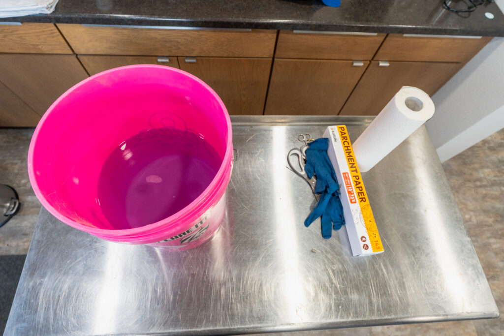 What you need for a chicken necropsy including a a pink bucket filled with water and soap sits on a metal table next to blue gloves, scissors, parchment paper, and a roll of paper towels.