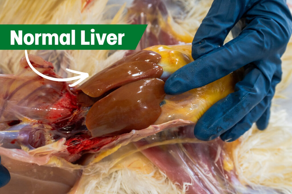 A gloved hand holding open a bird's body cavity to show a healthy, shiny brown liver. A green label with an arrow points to the organ and reads "Normal Liver." Feathers and other internal organs are visible.