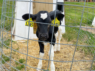 Holstein dairy calf in a fenced in hutch
