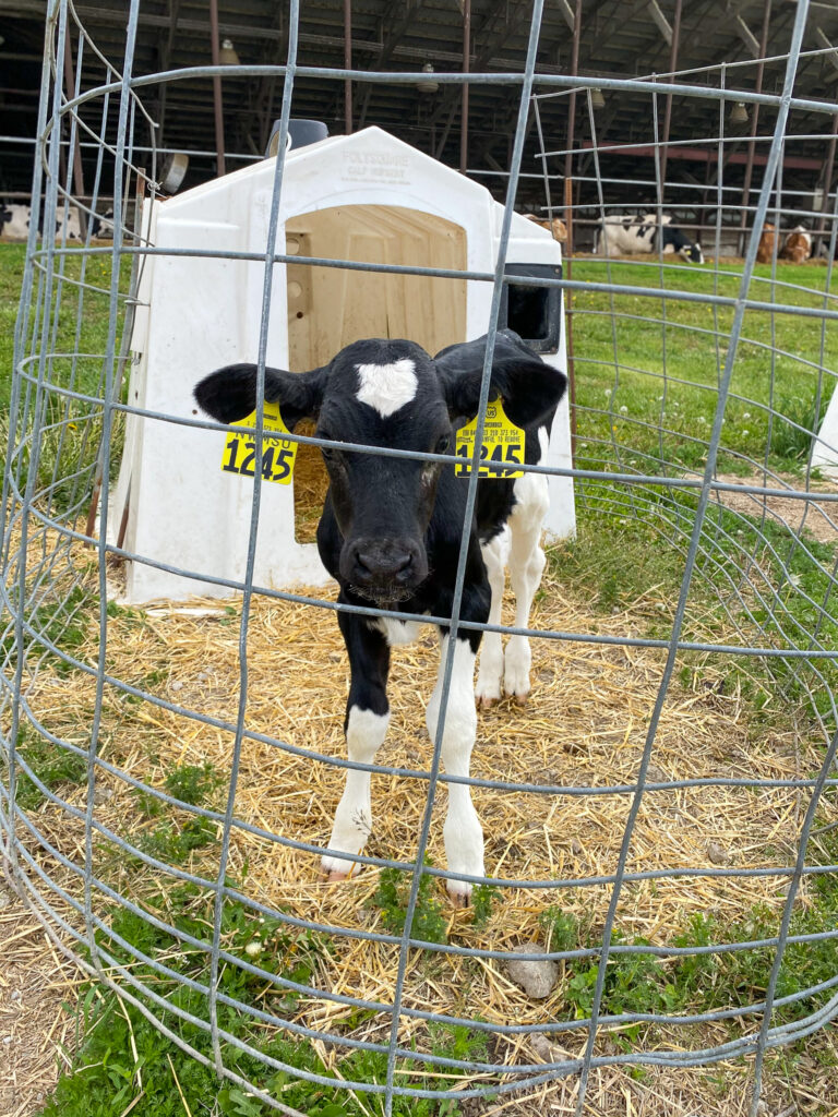Holstein dairy calf in a fenced in hutch