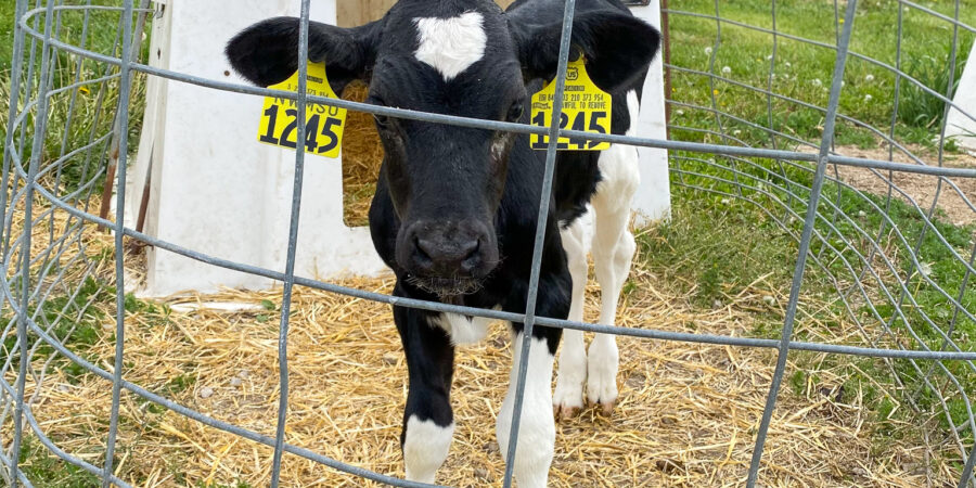 Holstein dairy calf in a fenced in hutch