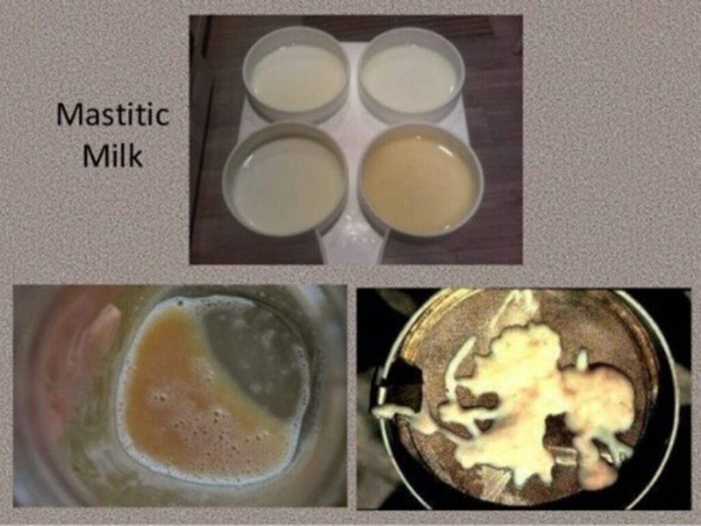 Four bowls of milk show varying degrees of discoloration and opacity labeled "Mastitic Milk." Below are two close-ups of milk with thick, discolored, and clotted appearances indicating infection.