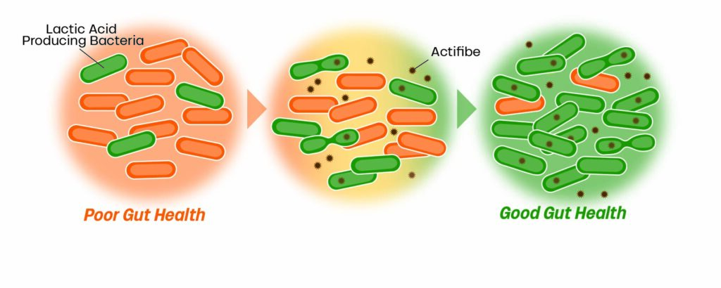 Diagram showing transition from poor gut health (fewer green, more orange bacteria) to good gut health (more green bacteria) after Actifibe is added, with lactic acid producing bacteria labeled in the first stage.