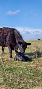A black cow stands in a grassy field, nuzzling a newborn calf lying on the ground. Another cow is visible in the distance under a blue sky with scattered clouds.