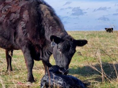 A black cow stands in a grassy field, nuzzling a newborn calf lying on the ground. Another cow is visible in the distance under a blue sky with scattered clouds.