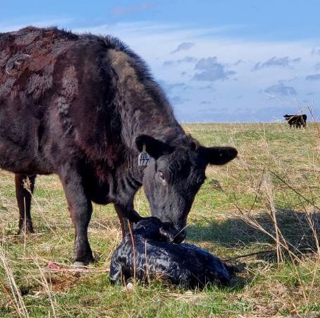 A black cow stands in a grassy field, nuzzling a newborn calf lying on the ground. Another cow is visible in the distance under a blue sky with scattered clouds.