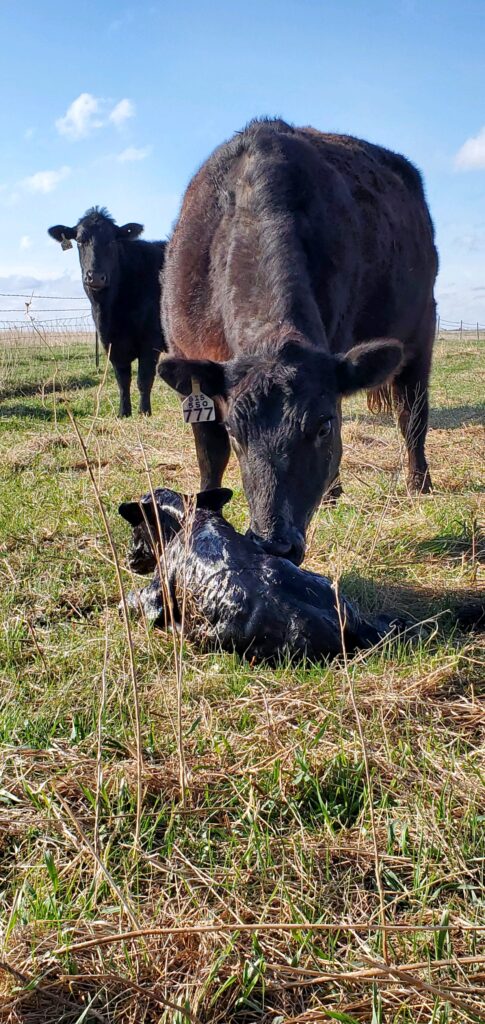A cow licks a newborn calf lying in the grass, while another cow stands in the background in a grassy field under a blue sky.