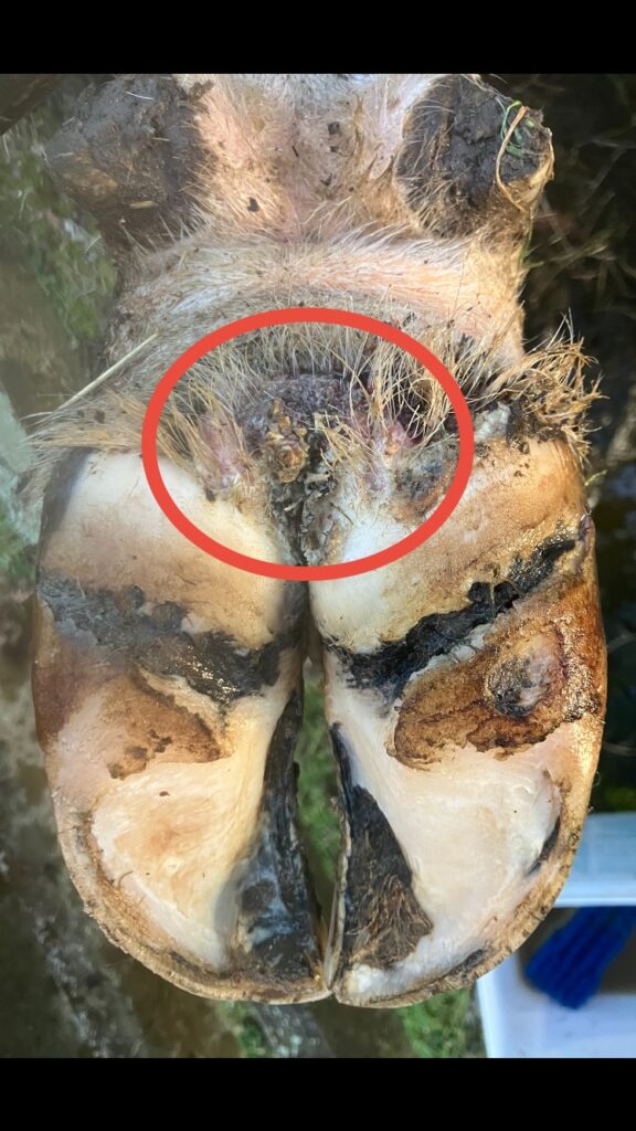 A close-up of an animal’s hoof with Digital Dermatitis/Hairy Heel Wart


