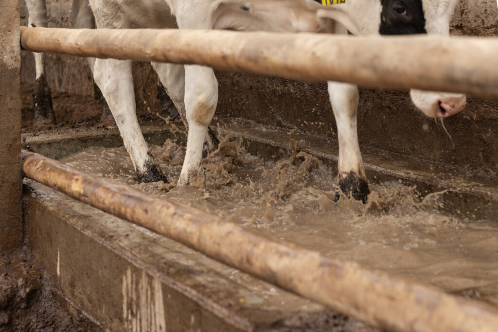A close-up of cows walking through a foot bath trough, with water splashing around their legs. Wooden bars separate the walkway from the camera.