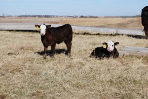 Two brown and white calves with yellow ear tags are standing and lying down on dry grass in an open field, with a wooden fence and distant landscape in the background.