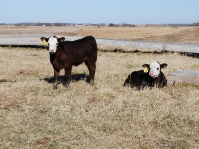 Two brown and white calves with yellow ear tags are standing and lying down on dry grass in an open field, with a wooden fence and distant landscape in the background.