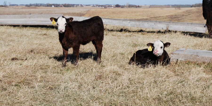 Two brown and white calves with yellow ear tags are standing and lying down on dry grass in an open field, with a wooden fence and distant landscape in the background.