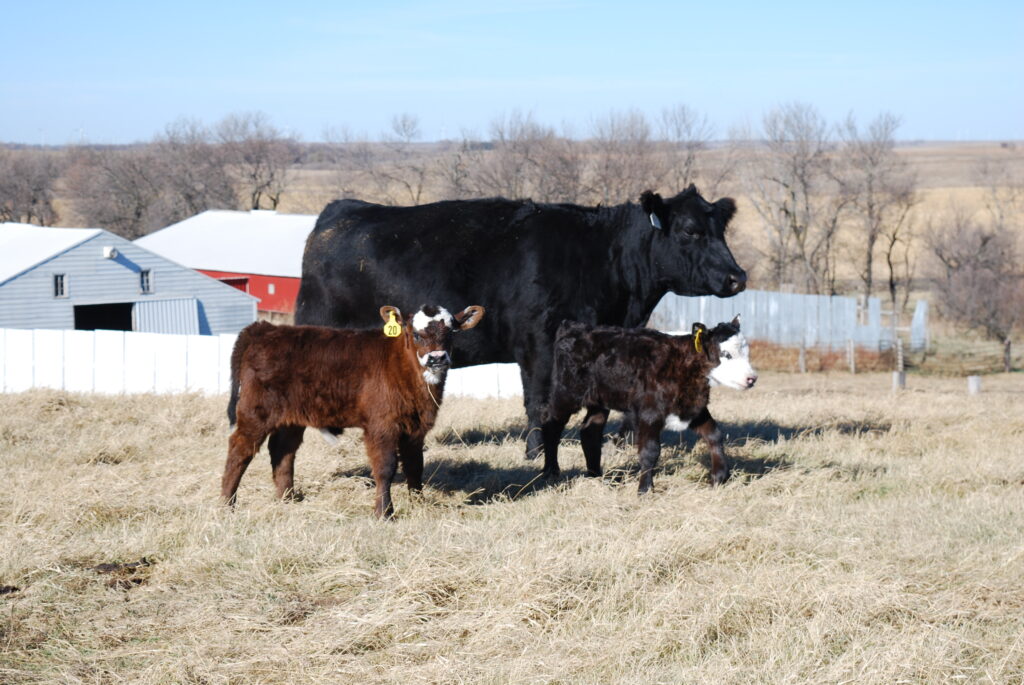 A black cow stands in a grassy field with two calves. Farm buildings and fences are visible in the background, with leafless trees and open land beyond.