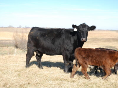 A black cow stands in a grassy field next to a brown calf. The sky is clear and blue, with open farmland in the background.