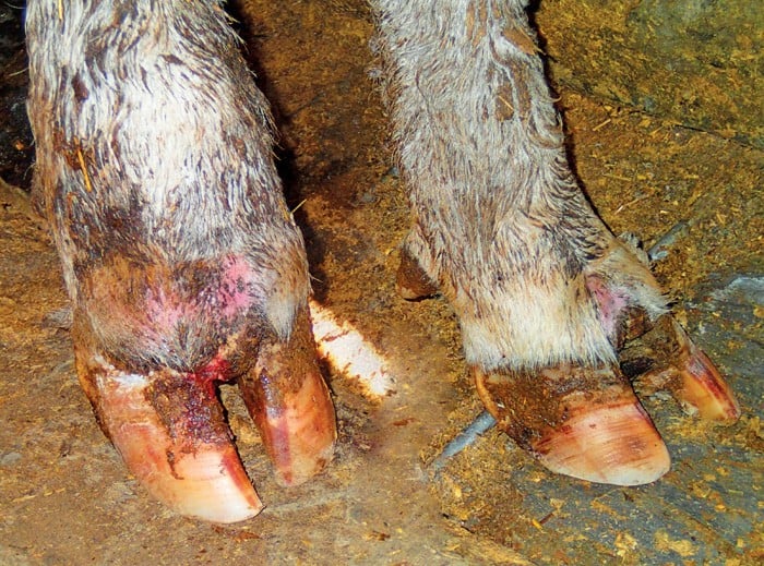 Two infected, swollen hooves of a cow, standing on a dirt floor with foot rot