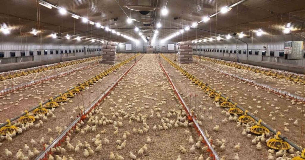 Interior of a large poultry farm with thousands of chicks on the floor, surrounded by feeding and watering equipment under bright ceiling lights.