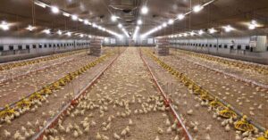 Interior of a large poultry farm with thousands of chicks on the floor, surrounded by feeding and watering equipment under bright ceiling lights.