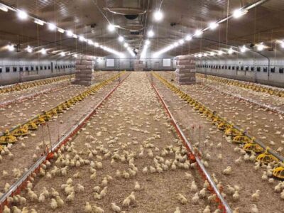 Interior of a large poultry farm with thousands of chicks on the floor, surrounded by feeding and watering equipment under bright ceiling lights.
