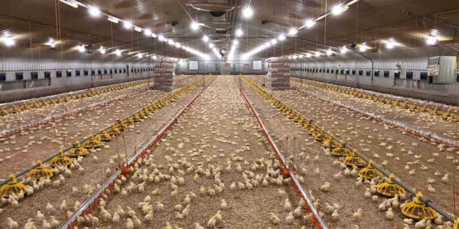 Interior of a large poultry farm with thousands of chicks on the floor, surrounded by feeding and watering equipment under bright ceiling lights.